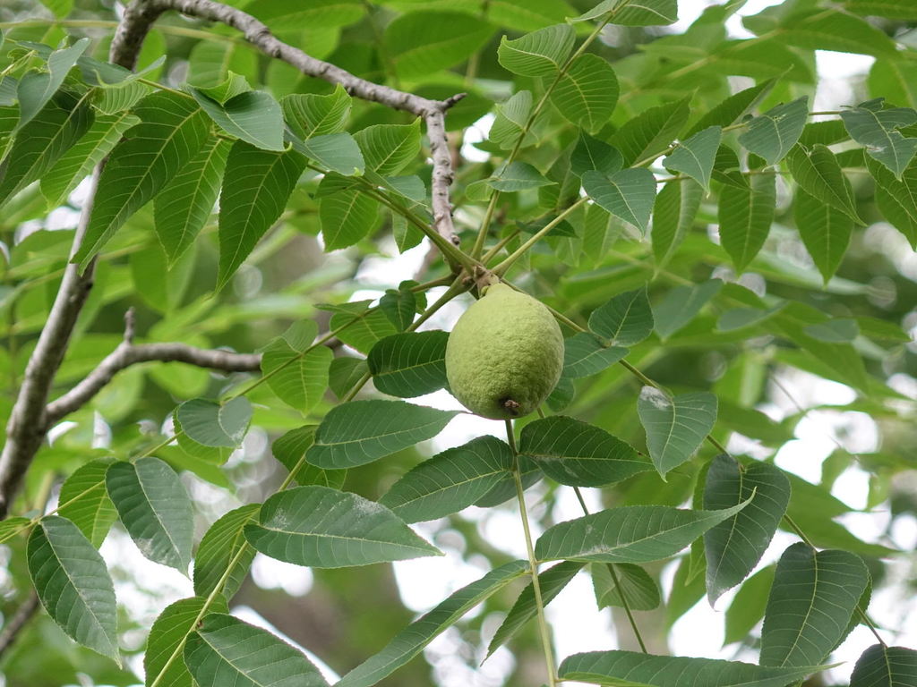 Walnuts from Te Aroha, New Zealand on March 01, 2018 at 0138 PM by