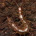 Lithobiidae - Photo (c) Tony Iwane,  זכויות יוצרים חלקיות (CC BY-NC), uploaded by Tony Iwane
