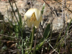 Fritillaria liliacea