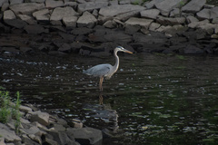 Ardea herodias