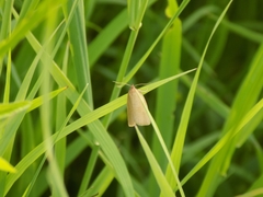 Aphelia viburnana