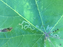 Phytomyza spondylii group