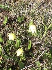 Fritillaria liliacea