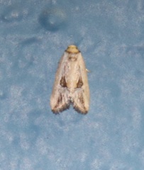 Strotihypera