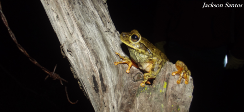 Boana crepitans