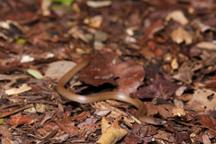 Yucatecan Dwarf Short-Tail Snake photo 3