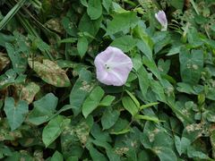 Calystegia sepium roseata