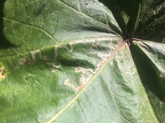 Phytomyza spondylii group