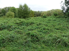 Calystegia sepium roseata
