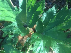 Phytomyza spondylii group
