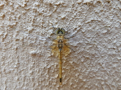 Sympetrum fonscolombii