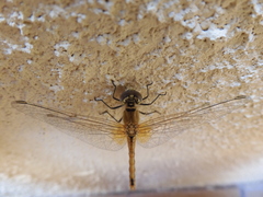 Sympetrum fonscolombii