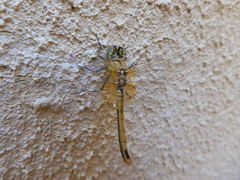 Sympetrum fonscolombii