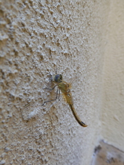 Sympetrum fonscolombii
