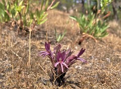 Aphyllon californicum californicum
