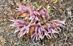 Aphyllon californicum californicum
