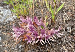 Aphyllon californicum californicum