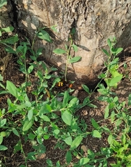 Megascolia maculata maculata