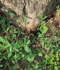 Megascolia maculata maculata