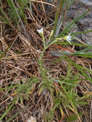 Cerastium velutinum