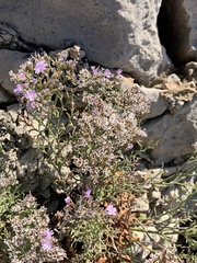 Limonium cordatum