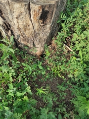 Megascolia maculata maculata