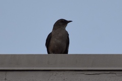 Mimus polyglottos