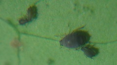 Rhopalosiphum