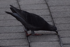 Columba livia domestica