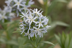 Amsonia repens