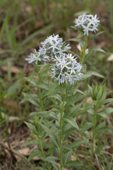 Amsonia repens