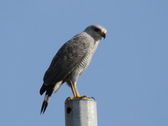 Buteo nitidus