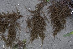 Sargassum muticum