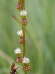 Triglochin palustris