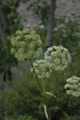 Angelica lineariloba