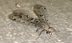 Dendroleon speciosus