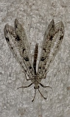 Dendroleon speciosus