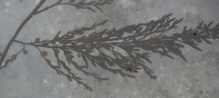Sargassum muticum