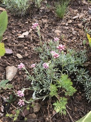 Antennaria rosea rosea