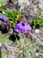 Primula glutinosa