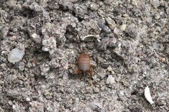 Myrmecophilus nebrascensis