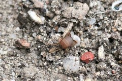 Myrmecophilus nebrascensis