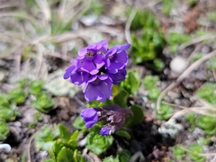 Primula glutinosa