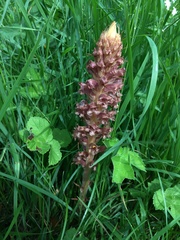 Orobanche elatior