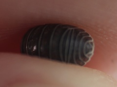 Armadillidium vulgare