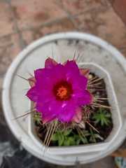 Thelocactus bicolor