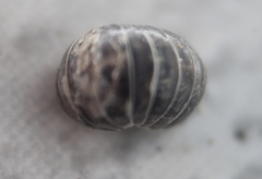 Armadillidium vulgare