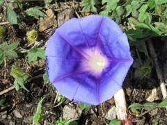 Ipomoea laeta