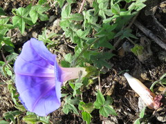 Ipomoea laeta