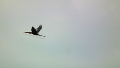 Anhinga anhinga anhinga